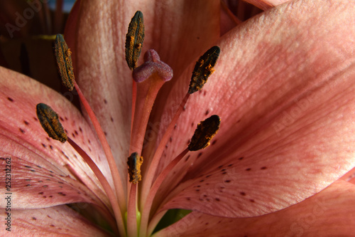 Lilium flower close up. Lily macro with stigma, style, stamens, filament and tepal.