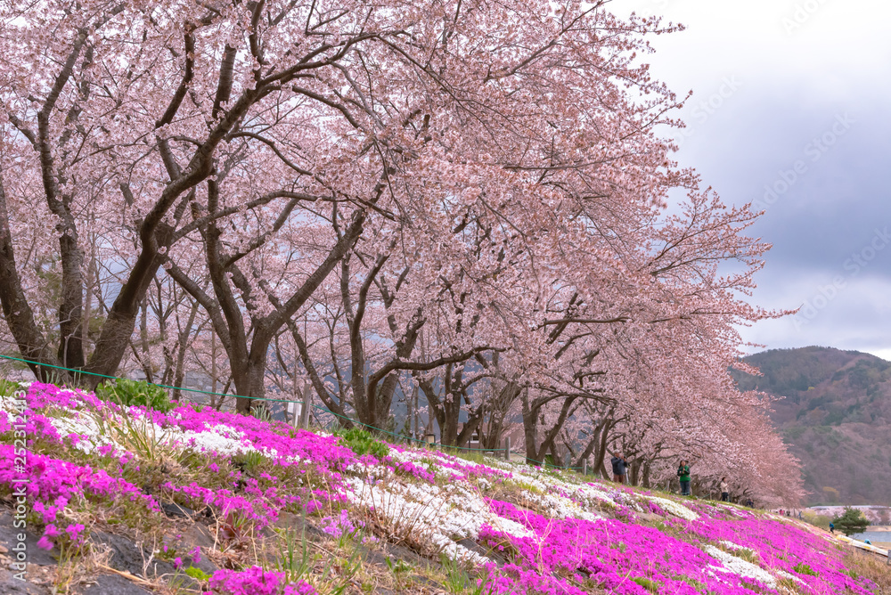 Fujikawaguchiko Cherry Blossoms Festival. View of full bloom pink cherry trees flowers at Lake Kawaguchi with clear blue sky natural background in springtime sunny day. Yamanashi Prefecture, Japan Fujikawaguchiko Cherry Blossoms Festival. View of full bloom pink cherry trees flowers at Lake Kawaguchi with clear blue sky natural background in springtime sunny day. Yamanashi Prefecture, Japan