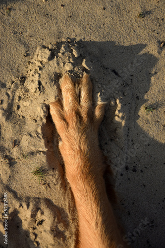 Dog foot on sand. Dog footprint.