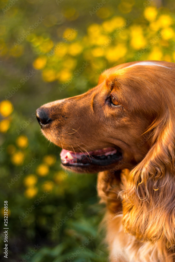 profile of a beautiful red dog on a flower meadow