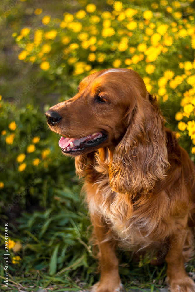 Playing in the garden. Sunday at the park. Animal life. Pet Lover. Golden hour. Playing in the garden. Sunday at the park. Animal life. Pet Lover. Golden hour.
