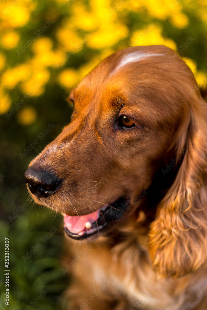 Portrait of Happy brown cute puppy background. smile dog with colorful spring leaf at sunset