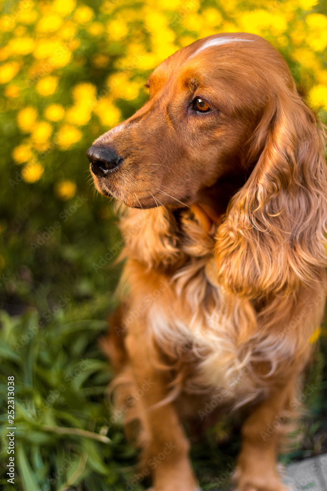 cute dog in a sunset standing on the grass