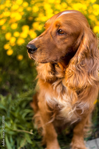 cute dog in a sunset standing on the grass