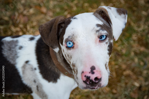 Close up of Catahoula leopard dog with heterochromia photo