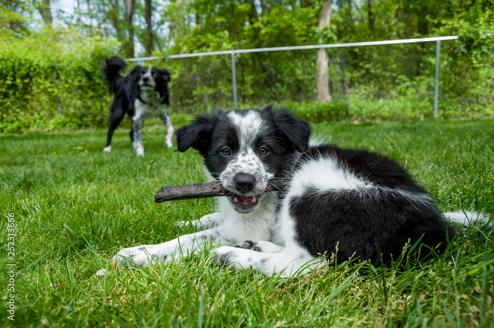 Happy border collie puppy holds stick in mouth Happy border collie puppy holds stick in mouth