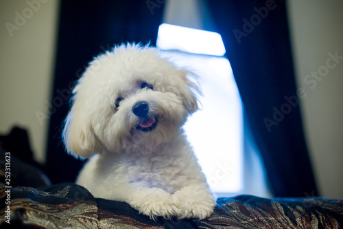 Bichon Frise lays on bed photo