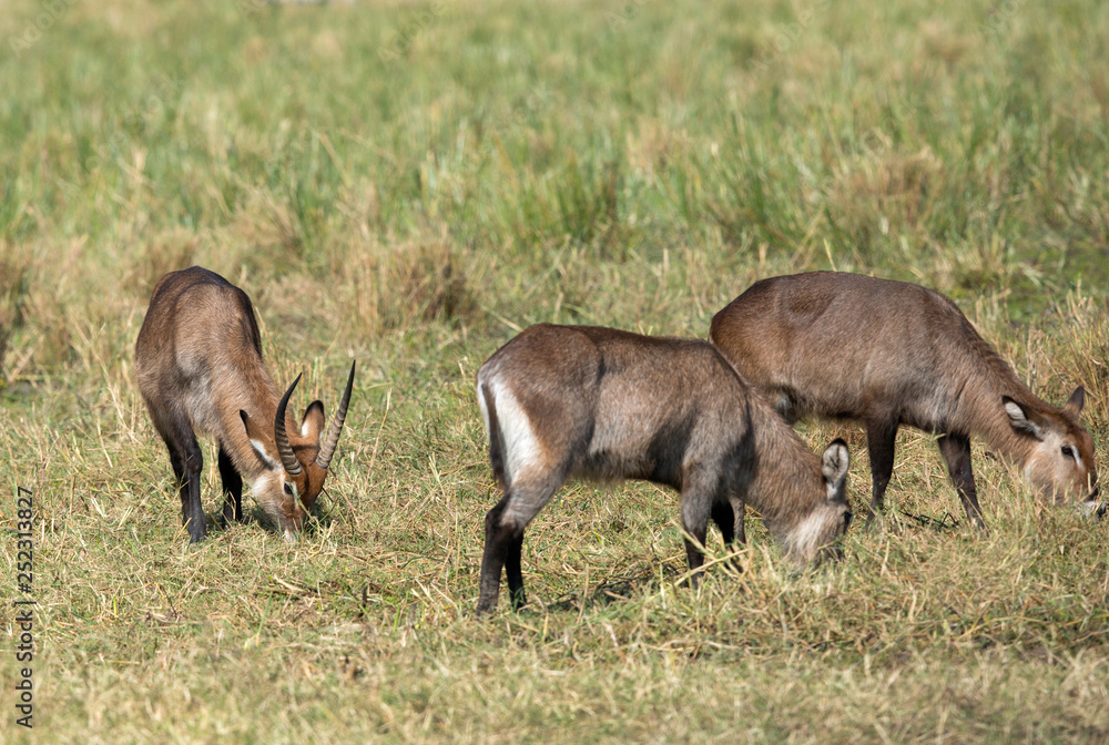 Waterbucks in the Savannah grassland of Masai Mara, kenya Waterbucks in the Savannah grassland of Masai Mara, kenya