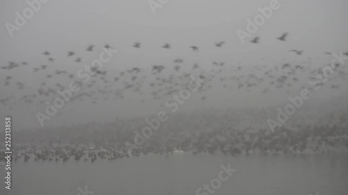 10,000 ducks, geese, and swans erupt into flight on a foggy morning after being harassed by an American Bald Eagle. Finley National Wildlife Refuge, Oregon