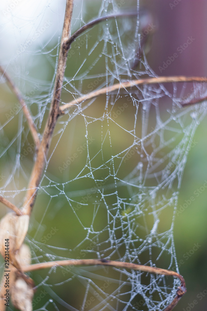 Frost cobweb in a cold morning. Frozen spider web. Frozen nature. A cobweb on the branch in a woods covered by iced frost. Frozen spider web