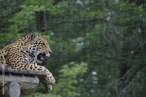 Jaguar