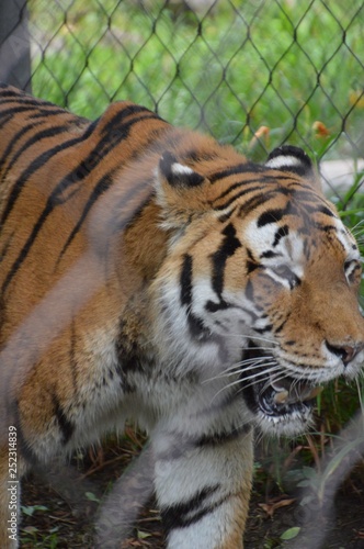 Trap Tiger