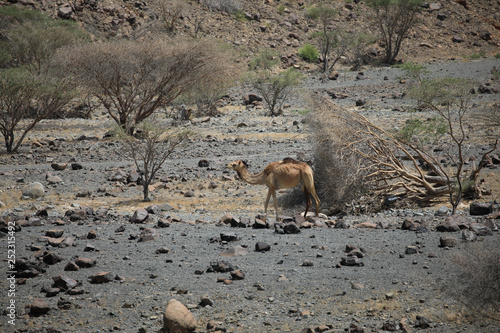 Camel wildlife natural landscape preservation area