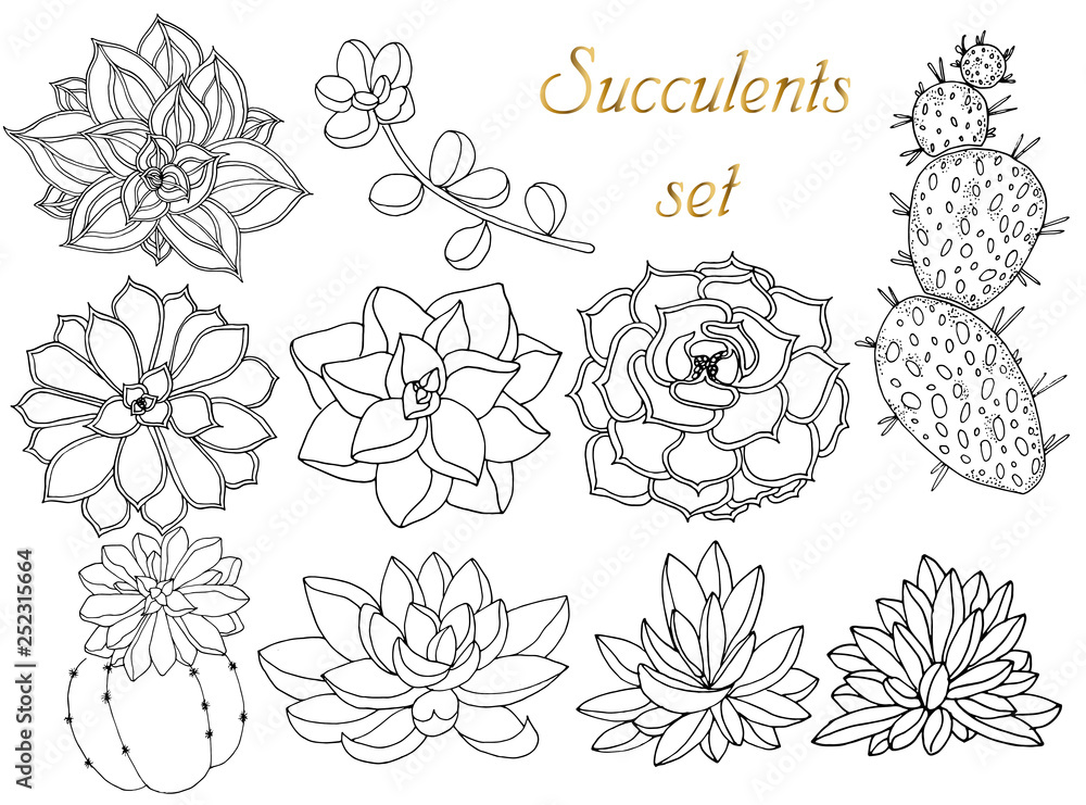 Doodle floral background in vector with doodles black and white coloring page of succulents. Set of tropical plants Doodle floral background in vector with doodles black and white coloring page of succulents. Set of tropical plants