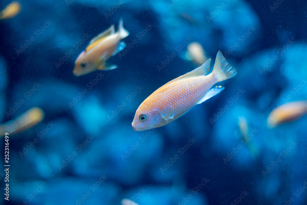 beautiful fish in the aquarium