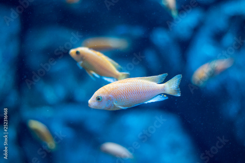 Fototapeta Naklejka Na Ścianę i Meble -  beautiful fish in the aquarium