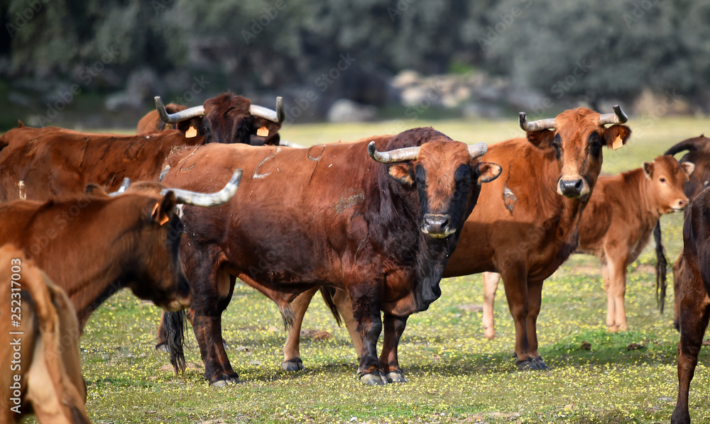 toro en españa toro en españa