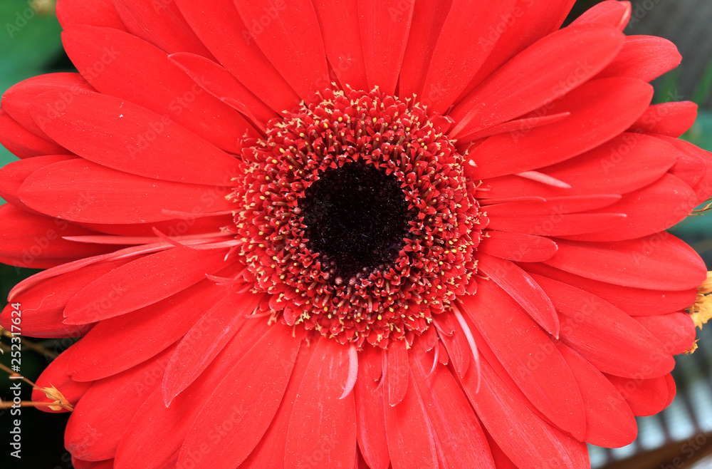 Flower gerbera closeup Flower gerbera closeup