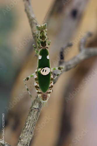 Mantis Creobroter nebulosa closeup photo