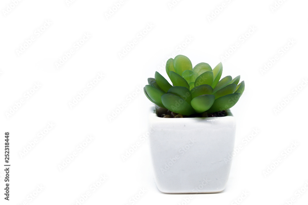 Succulent in pot on white background.