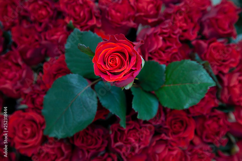 fresh red rose over other roses and leaves. background