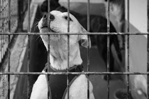 caged dog, with sad face © charlymorlock