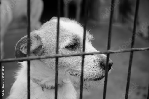 caged dog  with sad face
