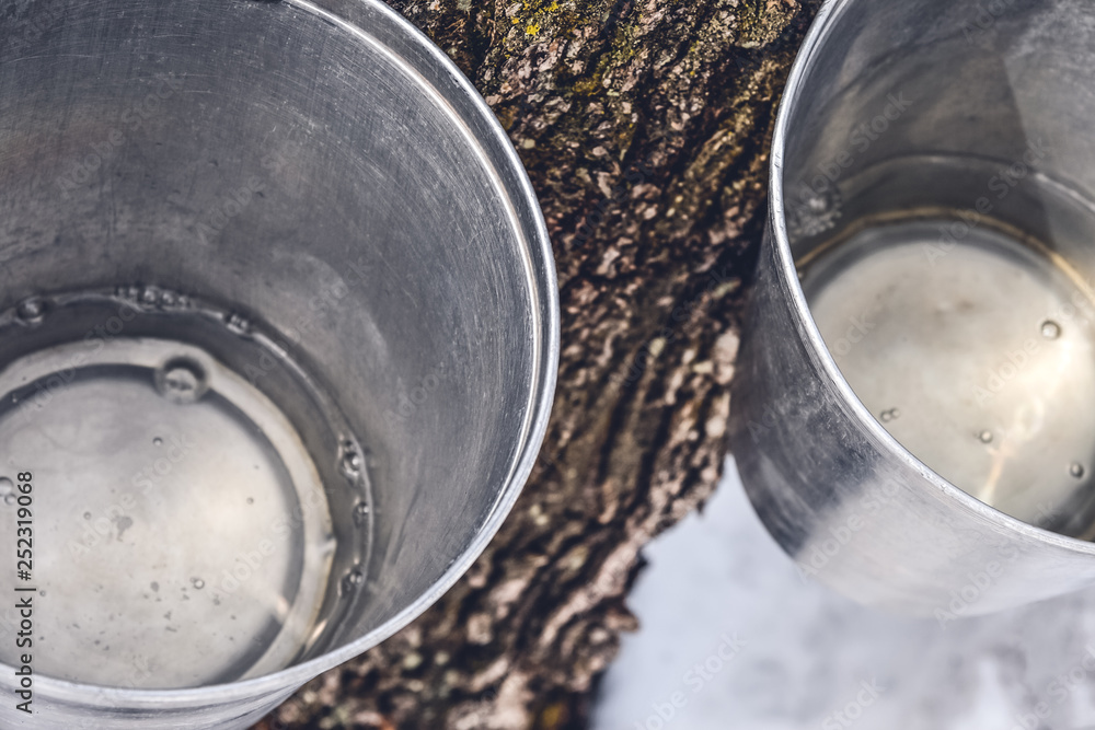 Buckets with maple sap collected from trees