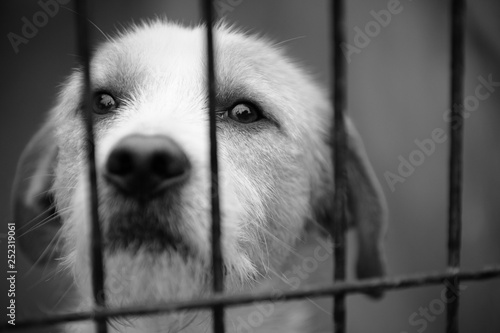 caged dog, with sad face