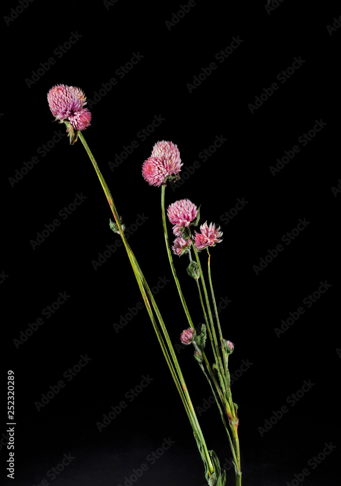 Fototapeta premium Dried globe amaranth pink flower isolated on black background