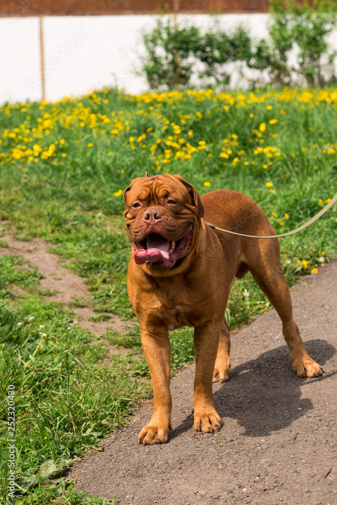 Dogo de Bordeaux in summer Dogo de Bordeaux in summer