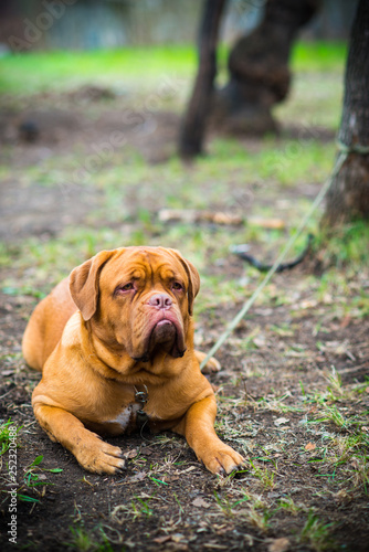 Dogo de Bordeaux in summer