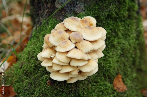 Mushrooms on the tree. Summer forest scene. mushroom macrophoto. Natural mushroom growing. Ecotourism activity. Pick up mushroom