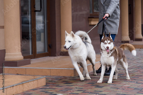 Photography Having troubles holding two excited husky dogs on a leash