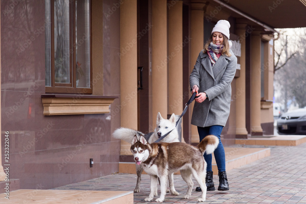Woman is walking in the street with two naughty husky dogs that pulling on leash. Having troubles holding dog on a leash. Training dogs problems concept