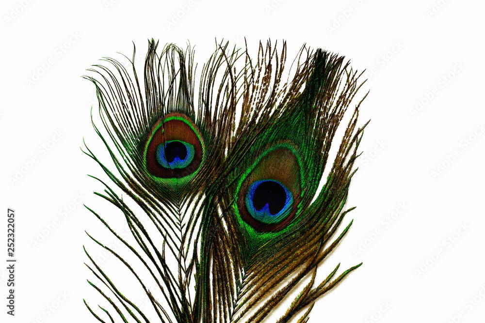 Fototapeta premium Close up view of gorgeous colorful peacock feather isolated. Beautiful backgrounds.