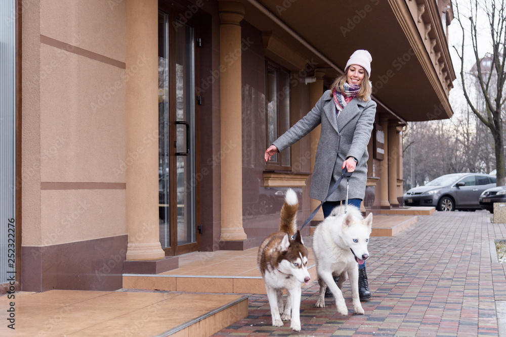 Woman is walking in the street with two naughty husky dogs that pulling on leash. Having troubles holding dog on a leash. Training dogs problems concept Woman is walking in the street with two naughty husky dogs that pulling on leash. Having troubles holding dog on a leash. Training dogs problems concept