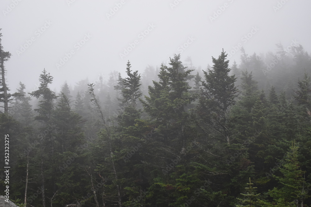 Mist Mist