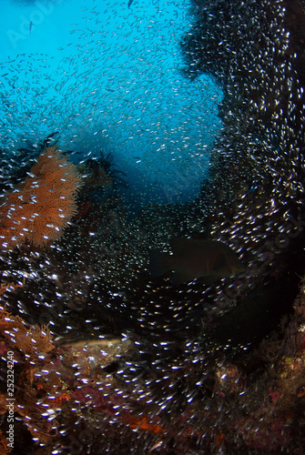 Amazing underwater world - Liberty wreck. Tulamben, Bali, Indonesia.