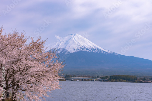 Close-up snow covered Mount Fuji   Mt. Fuji   with blue sky background in pink sakura cherry blossoms springtime sunny day. Lake Kawaguchiko  Town Fujikawaguchiko  Yamanashi Prefecture  Japan