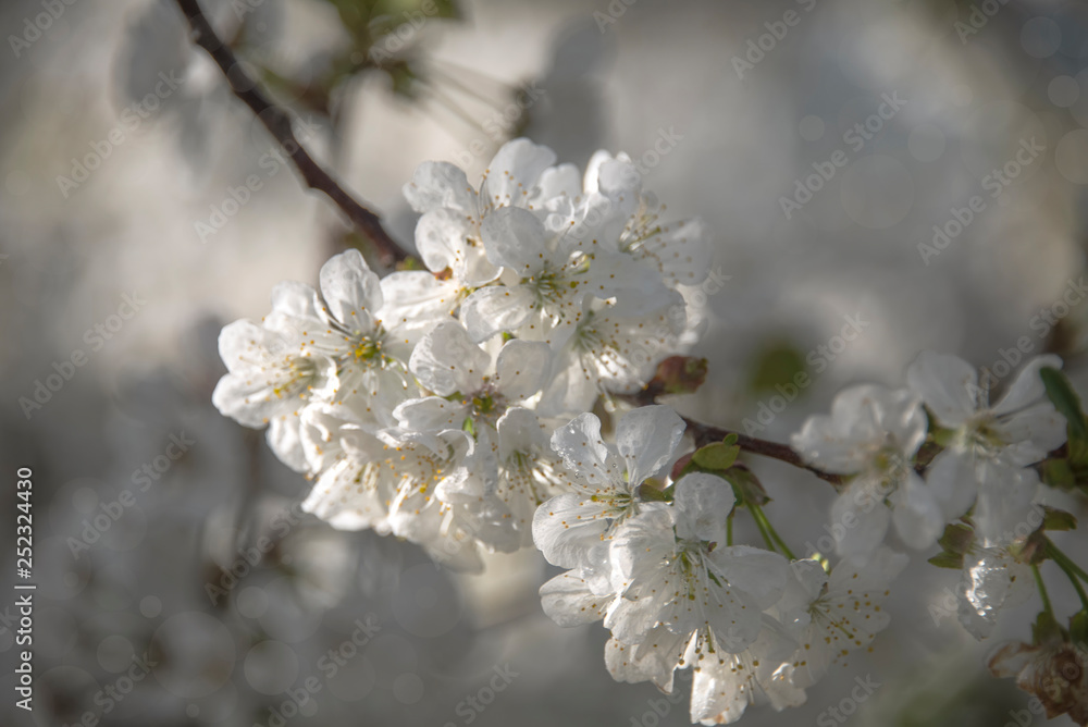 Fototapeta premium Blooming cherry tree branch in a spring garden