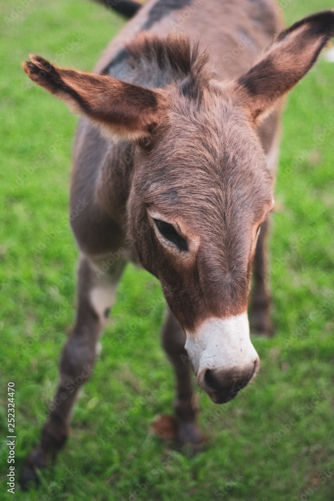 Young Donkey Looking Down Young Donkey Looking Down