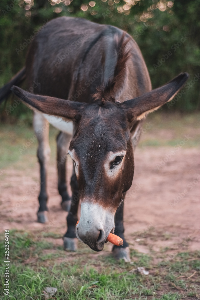 Donkey Grabbing Carrot