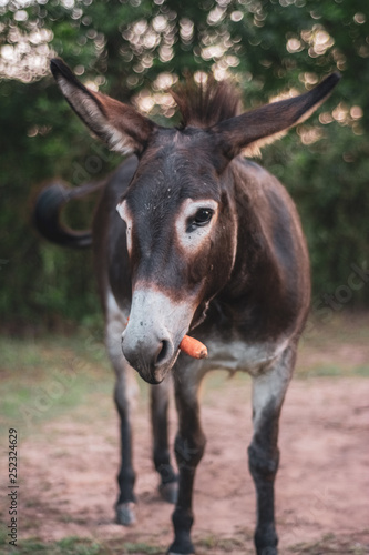Donkey Holding Carrot in Mouth