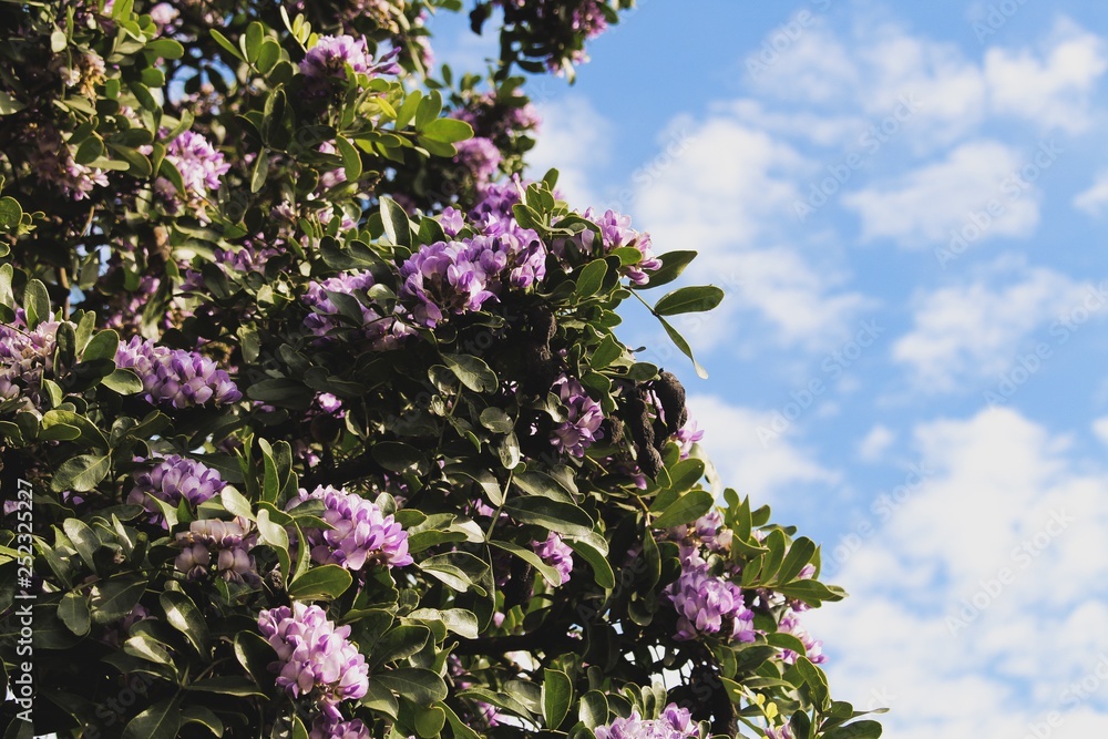 Purple Flowers and Blue Sky