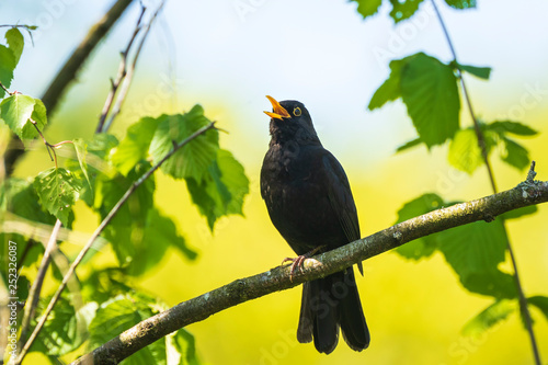Fotografie Blackbird (turdus merula) singing in a tree