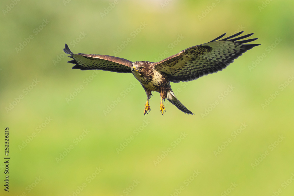 Fototapeta premium Common buzzard, Buteo Buteo, in flight above a green meadow