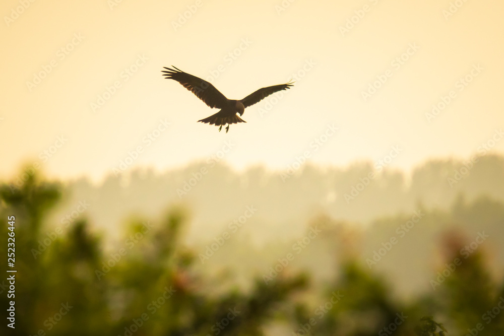 Female Western marsh harrier, Circus aeruginosus bird of prey, huntingin the moring