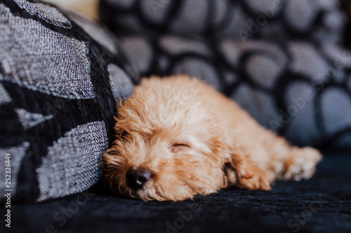 Cute toy poodle sleeping on sofa, daytime, indoors.