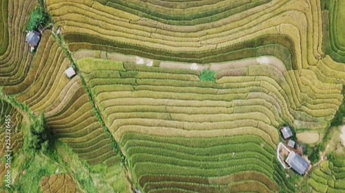 The Golden Rice season in Mu Cang Chai district, Yen Bai province, Viet Nam aerial view. photo